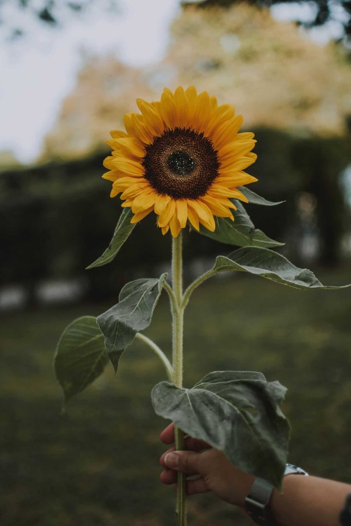 holding sunflower min